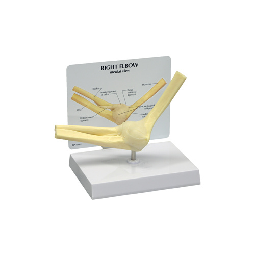 Anatomical Basic Elbow Model