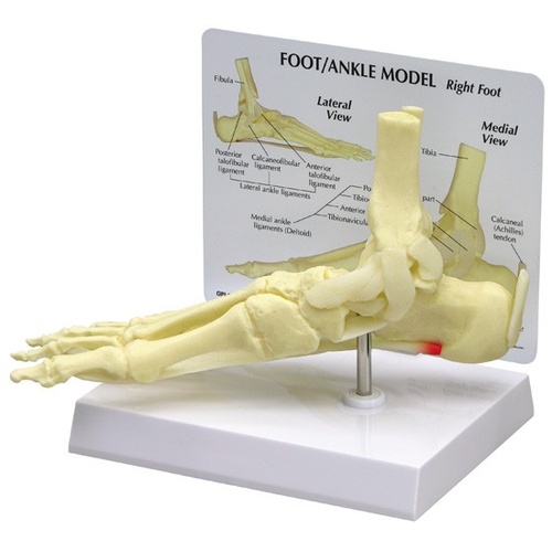 Anatomical Model- Foot/Ankle