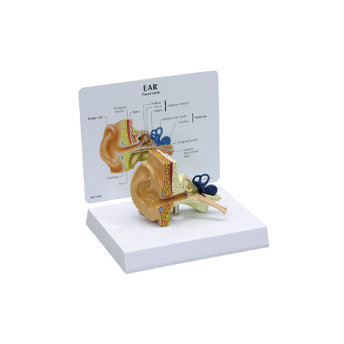 Anatomical Model-Ear