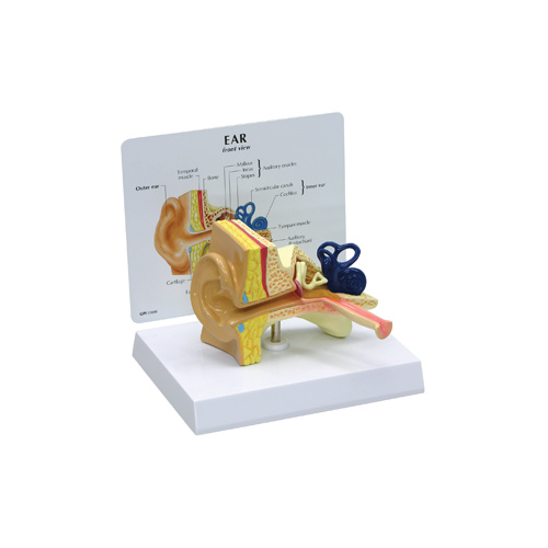 Anatomical Model- Child Ear