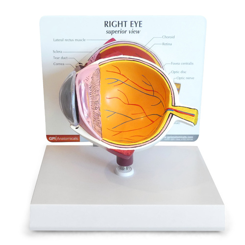 Anatomical Model- Eye