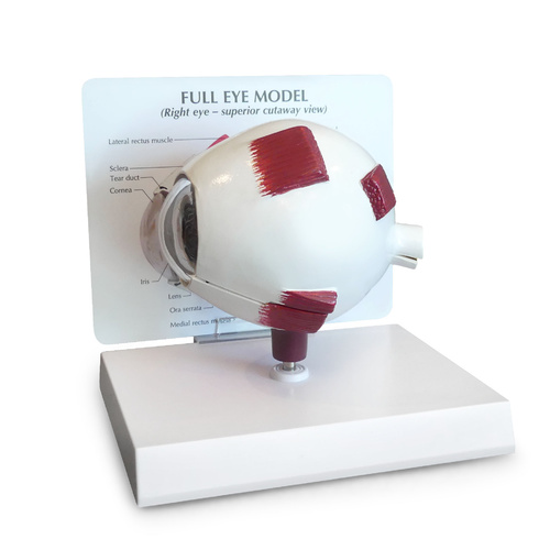 Anatomical Model - Full Eye