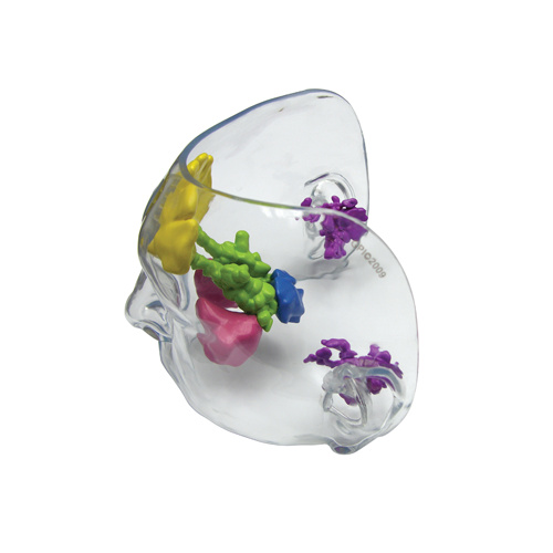 Anatomical Model- Clear Full Sinus