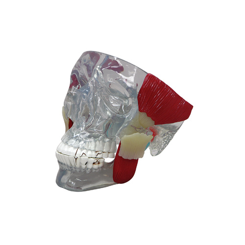 Anatomical Model- Temporomandibular Joint