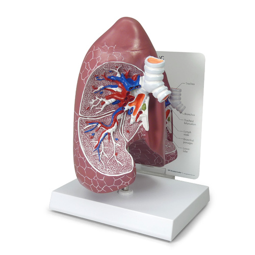 Anatomical Model -  Lung