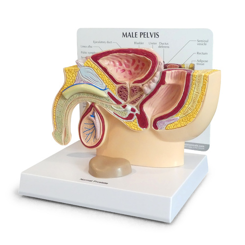 Anatomical Model-  Male Pelvis with Prostate 