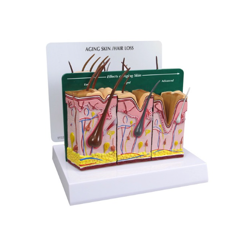 Aging Skin / Hair Loss and Normal Skin Model