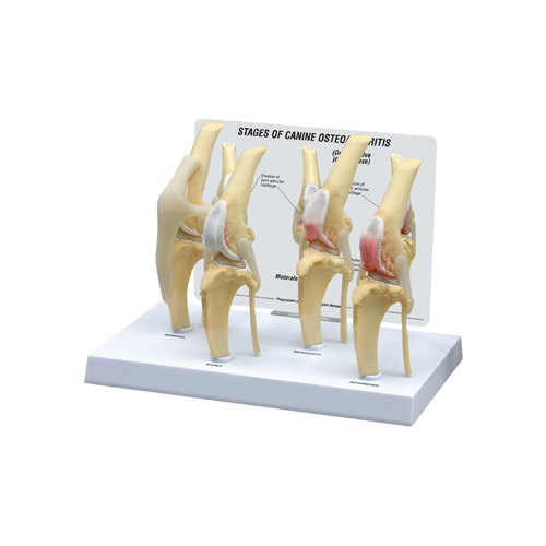 Anatomical Model-Canine 4 Stage Knee