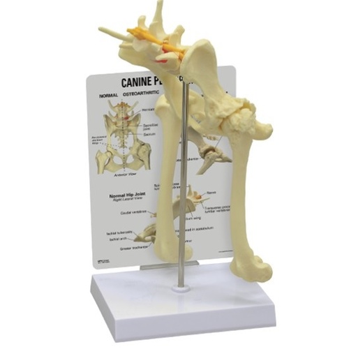 Anatomical Model - Canine Pelvis