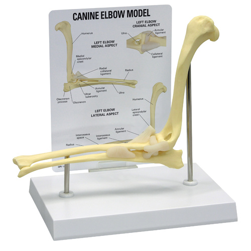 Anatomical Model-Canine Elbow