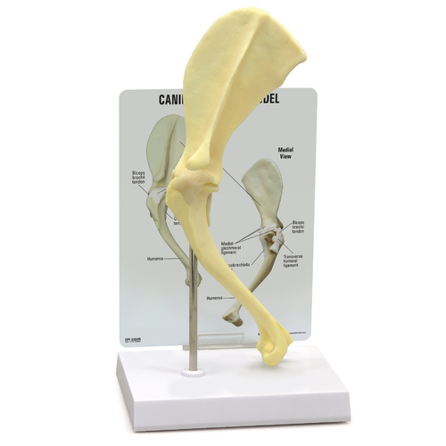 Anatomical Model-Canine Shoulder