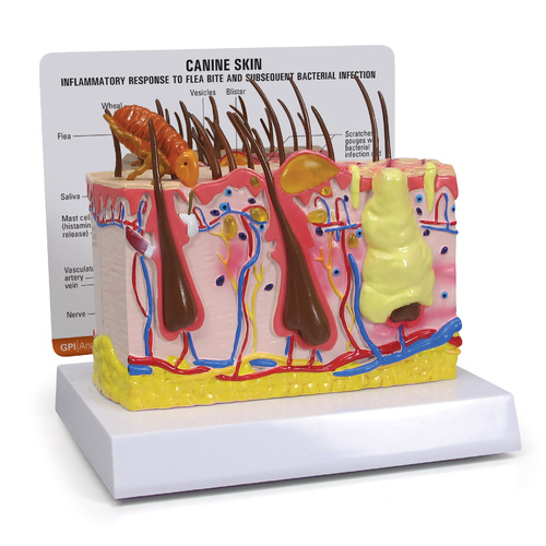 Anatomical Model-Canine Skin with Flea Bite