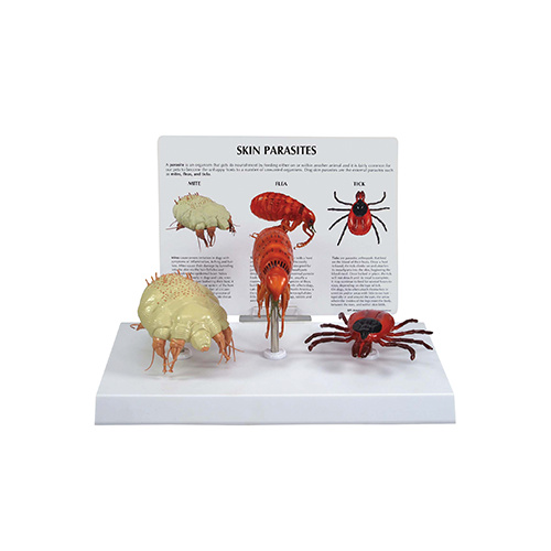 Anatomical Model-Canine Skin Parasites