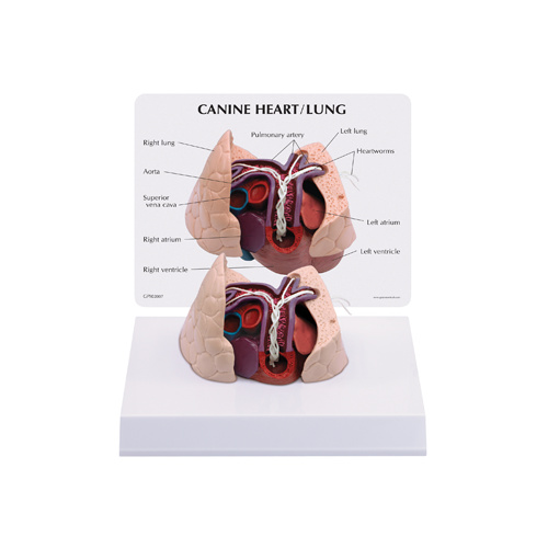 Anatomical Model-Canine Heart and Lung