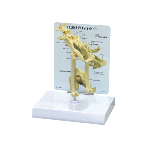 Anatomical Model-Feline Hip