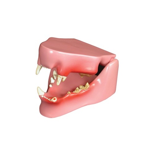 Anatomical Model-Feline Jaw 