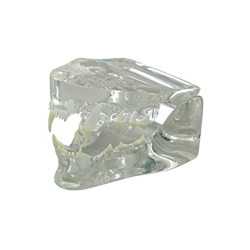 Anatomical Model-Clear Feline Jaw