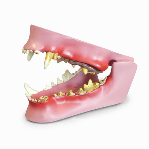 Anatomical Model-Canine Jaw