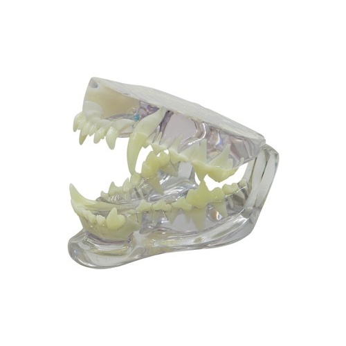 Anatomical Model-Clear Canine Jaw
