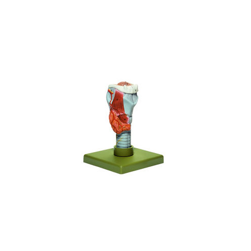 LARYNX
