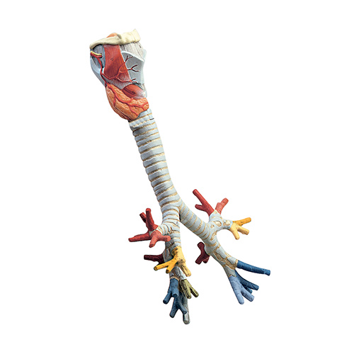 Larynx with Trachea