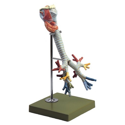 Larynx with Trachea and stand