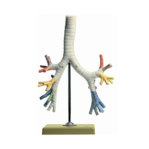 Bronchial Tree