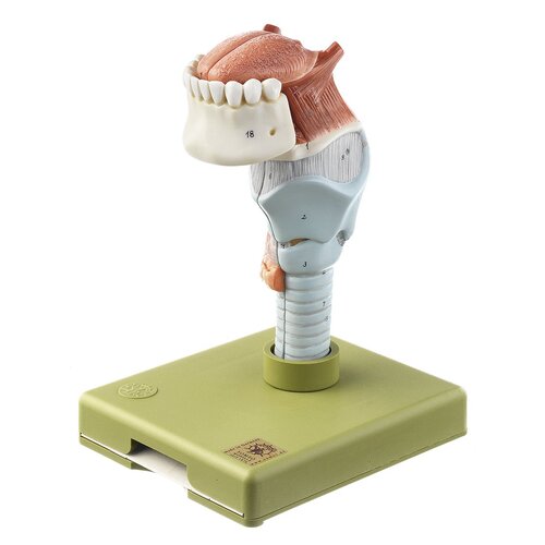 Larynx with Tongue