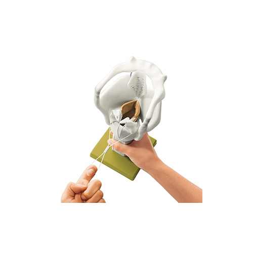Cartilages of the Larynx