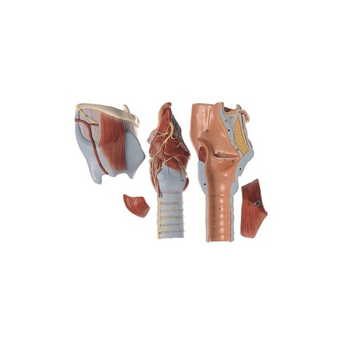 Larynx