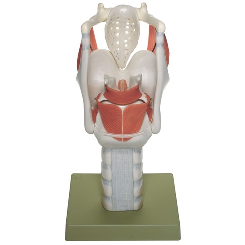 Functional Model of the Larynx
