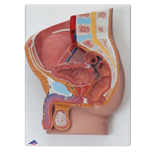 Anatomical Male Pelvis Model