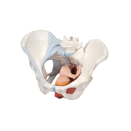 Anatomical Models about Female Pelvis with Ligaments Muscles and Organs