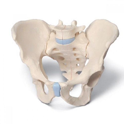 Anatomical Model- Male Pelvis 3 Part