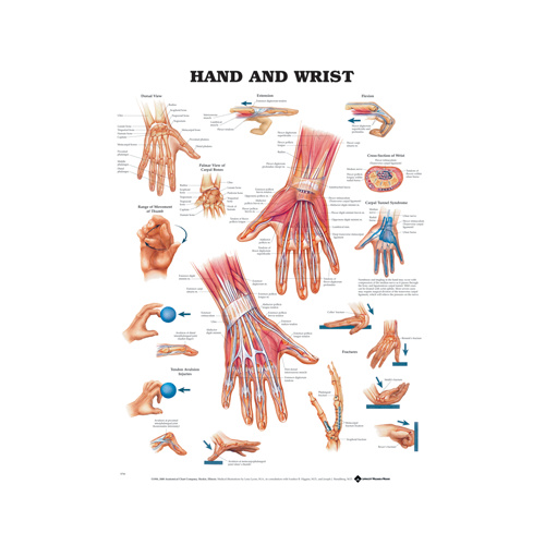 Anatomical Hand and Wrist Chart