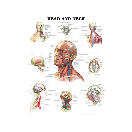 Anatomical Head & Neck Chart