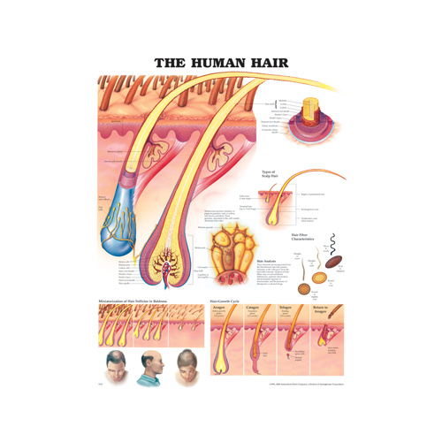 Anatomical Chart- The Human Hair 