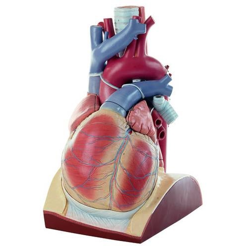 Heart