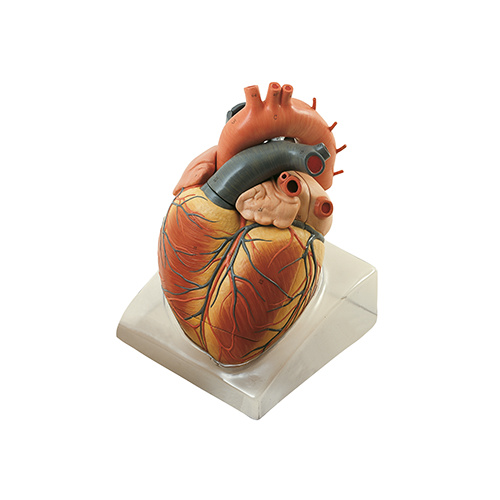 Heart, 2x (3pt)