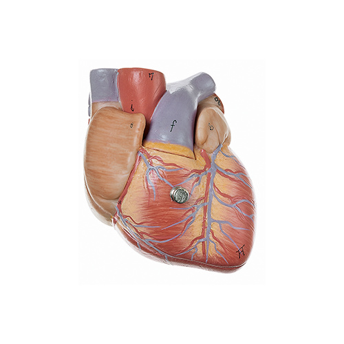 Heart, 3/4x (2pt)