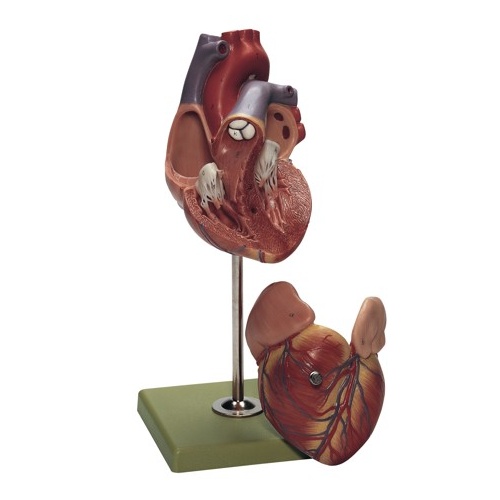 Heart