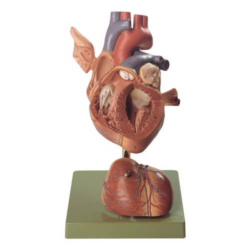 Heart, 2x