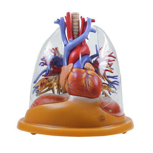 Heart â€“ Lung Table Model
