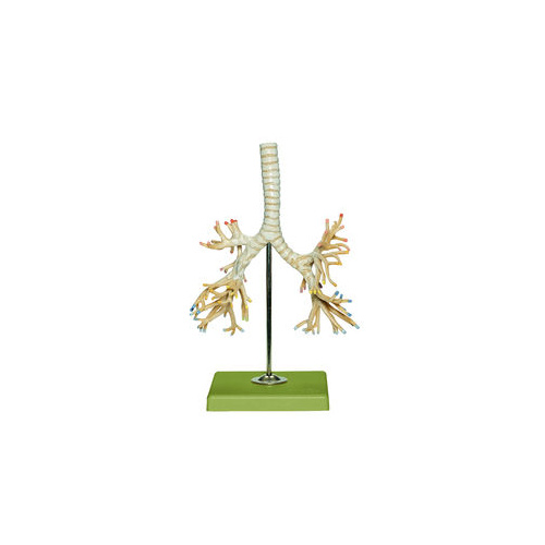 BRONCHIAL TREE