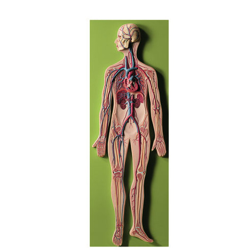 CIRCULATORY SYSTEM