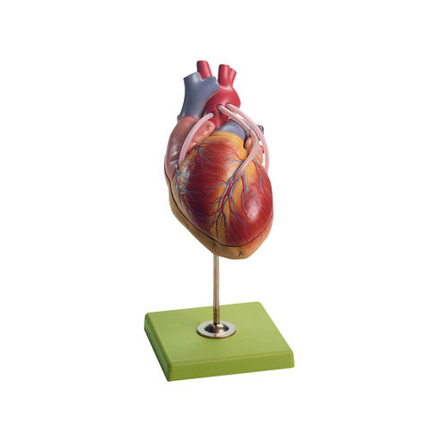HEART WITH BYPASS VESSELS
