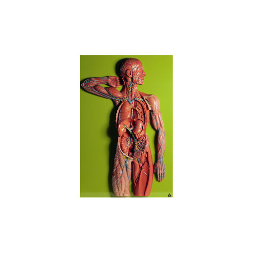 LYMPHATIC SYSTEM