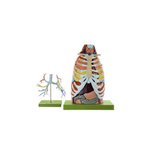 ANATOMY OF THETHORAX