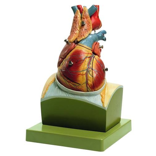 Heart on Diaphragm Base