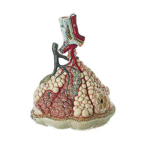 Lobule of the Lung